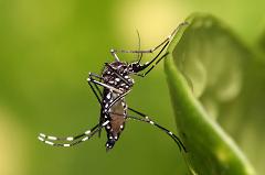 mosquito on plant