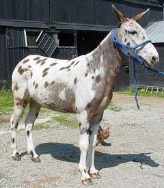 mule apaloosa