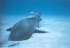 nurse shark with remoras