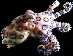 blue ringed octopus