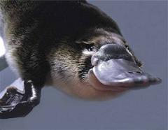 platypus