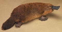 platypus