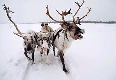 santas reindeer