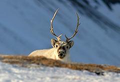 Reindeer in Svalbard