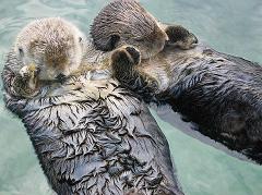 How does the Fur on a Sea Otter Help Keep it Warm in Cold Water and do