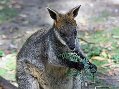 swamp wallaby feeding