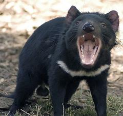 tasmanian devil screaming