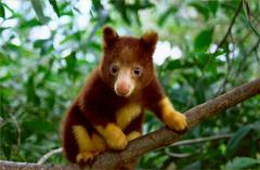 tree kangaroo