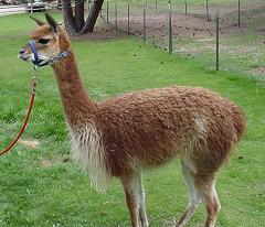 vicuña