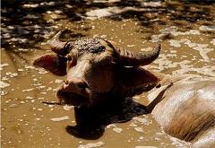 water buffalo