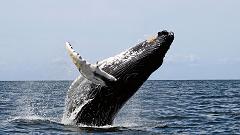 humpback whale breaching