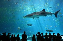 whale shark at the georgia aquarium