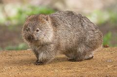 wombat in australia