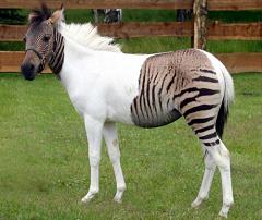 zorse cross between zebra and horse