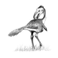 andalgalornis