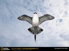 arctic skua jaeger