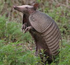 Where Do Armadillos Come From