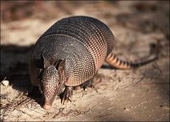 Are Armadillos Poisonous