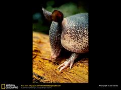 What Do Armadillos Eat