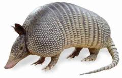 How Did the Armadillo Get its Name