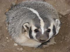 How Did the Badger Get its Name