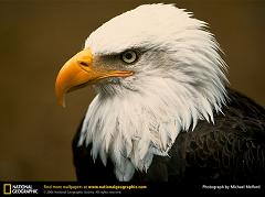 bald eagle