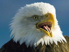 bald eagle head