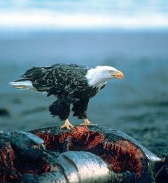 bald eagles are opportunistic scavengers