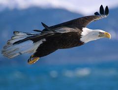 bald eagles do not mate in mid-air