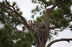 bald eagle nest