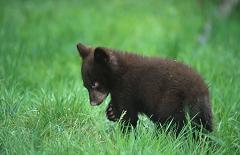 Where Do Black Bears Live