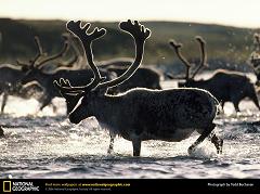 elk vs caribou vs reindeer