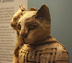 cat mummy