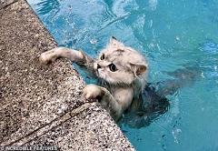 cat in water