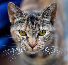 domesticated house cats evolved from wild cats