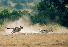 cheetah chasing gazelle