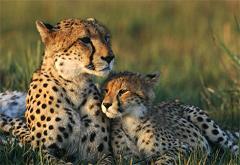 cheetahs purr