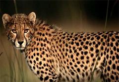 do cheetahs have any predators