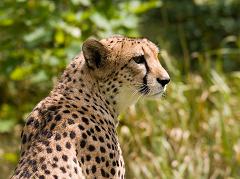 cheetahs are an endangered species