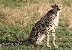 cheetahs are the oldest living cat species