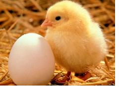 which came first the chicken or the egg