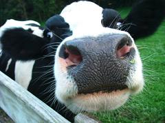 How long do dairy cows live