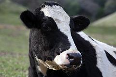 dairy cow