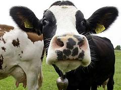 How Much Methane Do Cows Produce Every Day