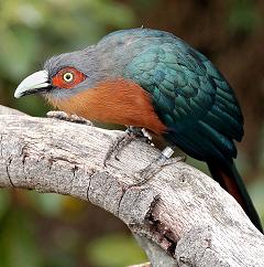 cuckoo bird