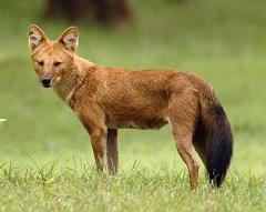 dhole in the wild