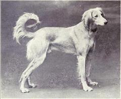 Gazelle Hound from 1915