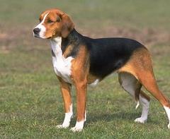 American Foxhound