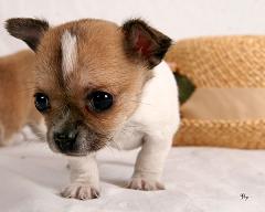 Chihuahua Puppy