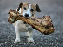 dog with bone